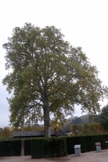 Schloss_Schönbrunn_Irrgarten_02.JPG